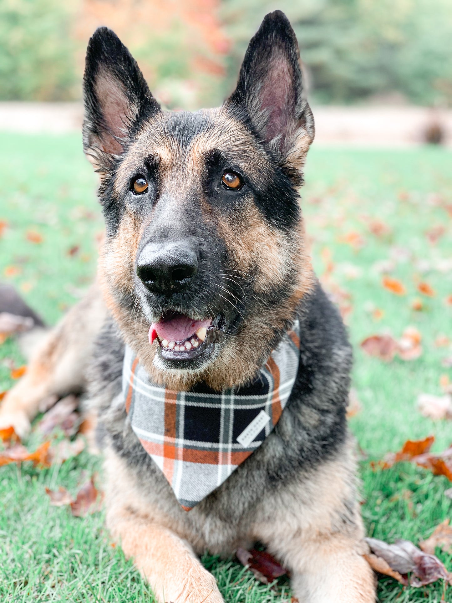 FESTIVE FLANNEL BANDANA