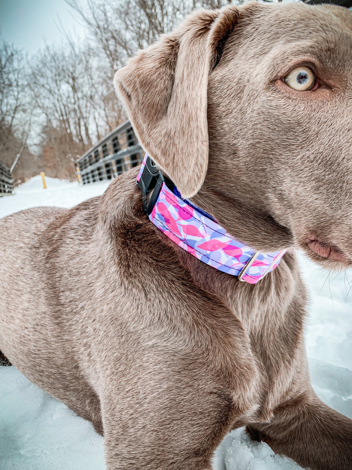 WANDERLUST COLLARS - VIBRANT